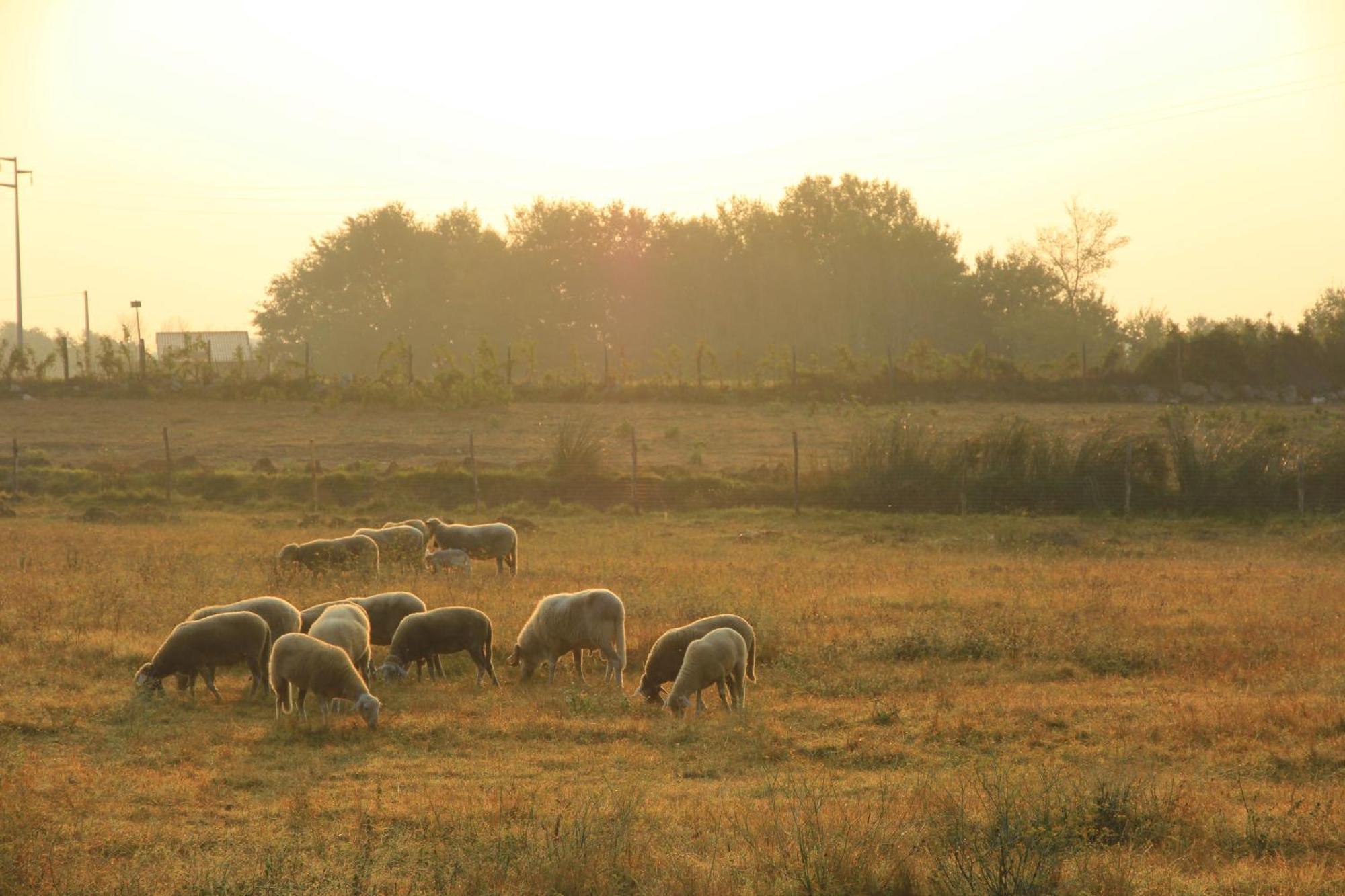 Agriturismo Locanda Pantanello Pitigliano Eksteriør bilde