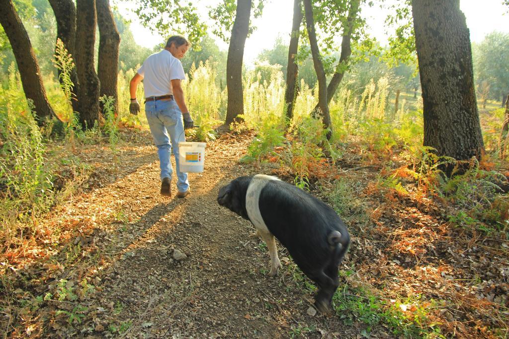 Agriturismo Locanda Pantanello Pitigliano Eksteriør bilde